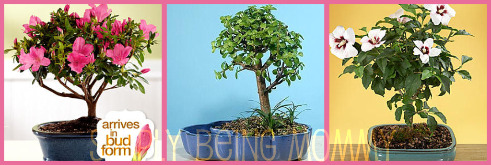 gardenia bonsai