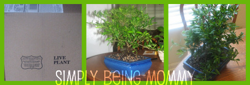 gardenia bonsai