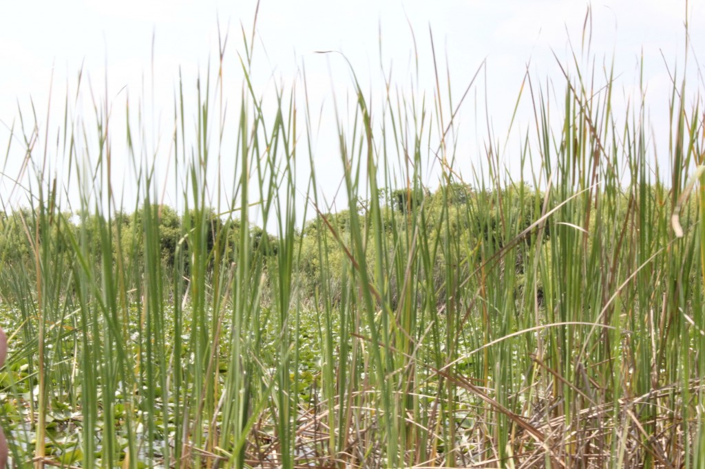 boggy creek airboat rides