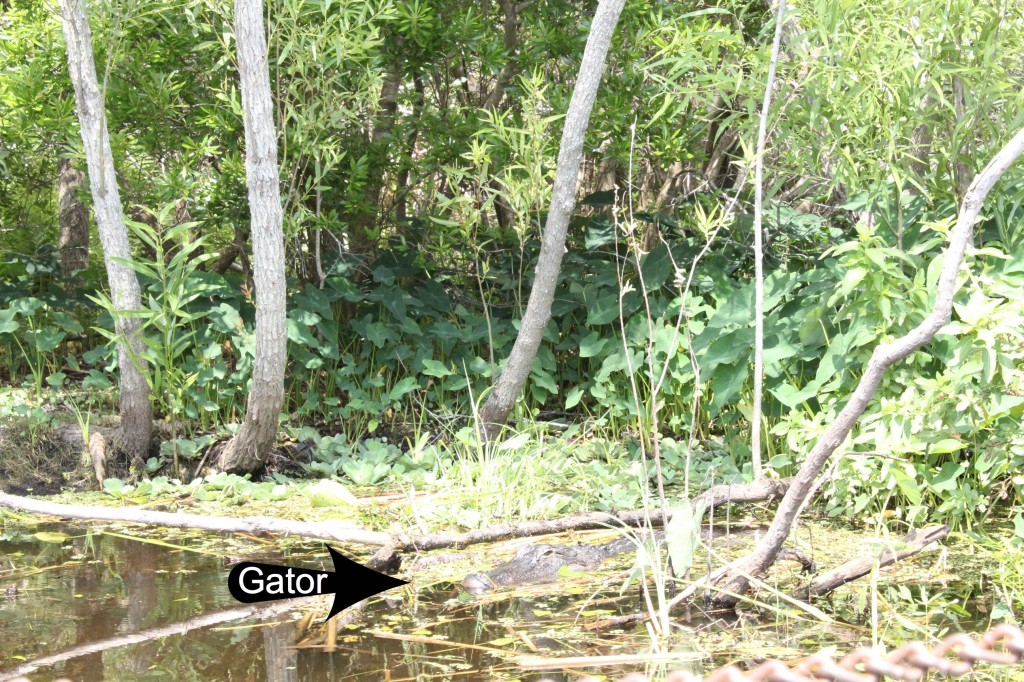 boggy creek airboat rides