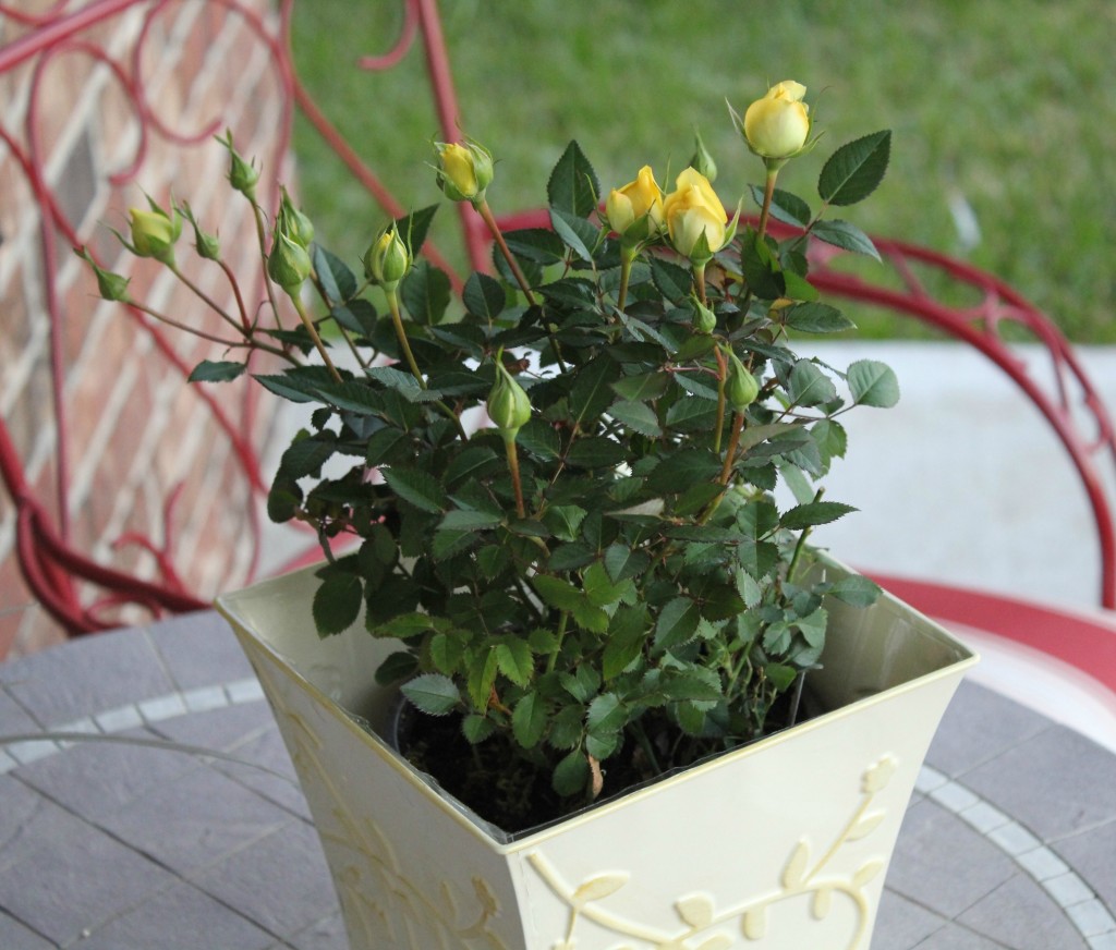 proflowers mini yellow rose bush