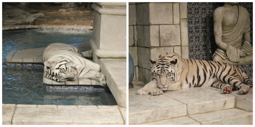 white tiger at houston aquarium