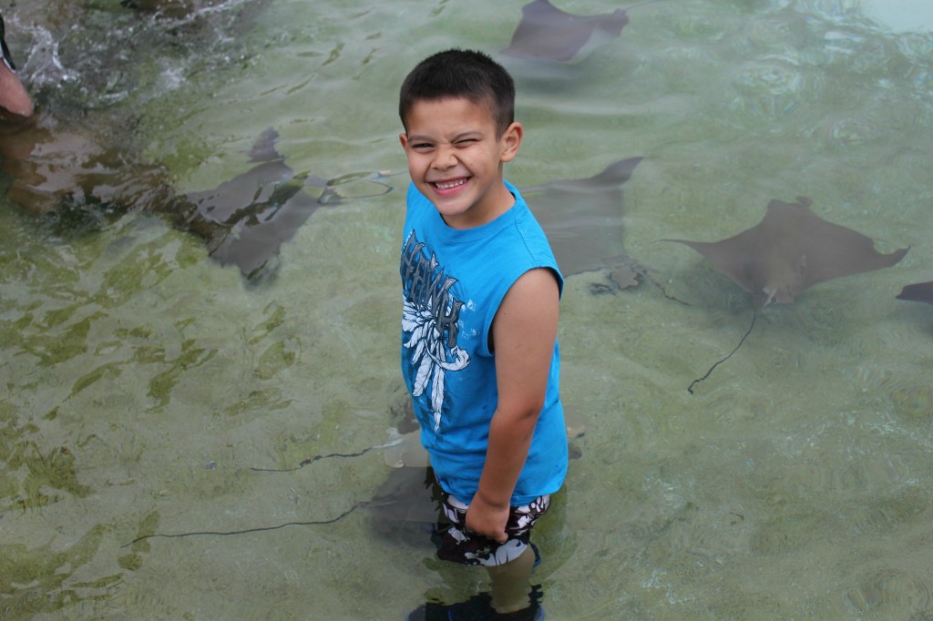 stingray encounter at seaworld