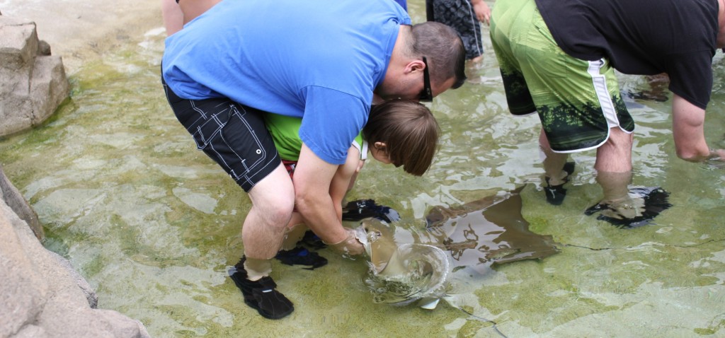 stingray encounter at seaworld