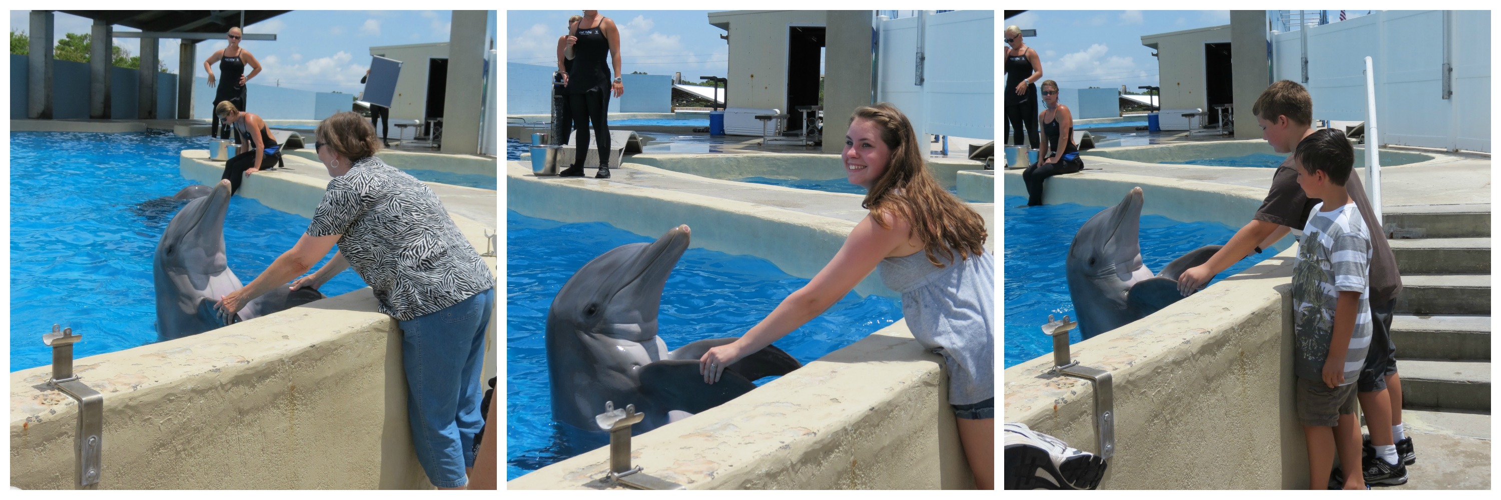 Dolphin Meet at gulf world