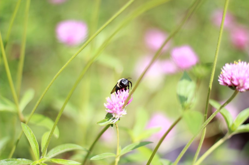 bumble bee on a flower