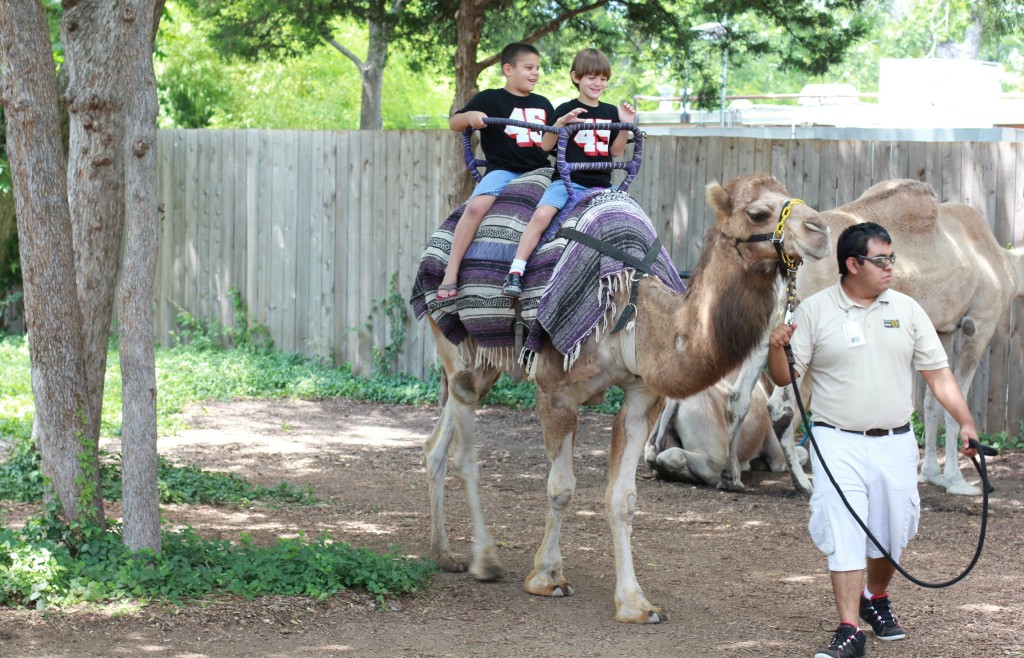 dallas zoo camel ride