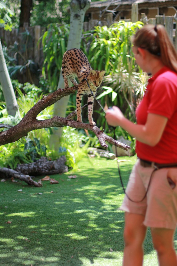 dallas zoo trainer experience