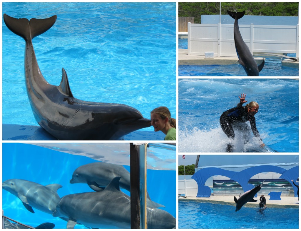 dolphin stadium show at gulf world marine park