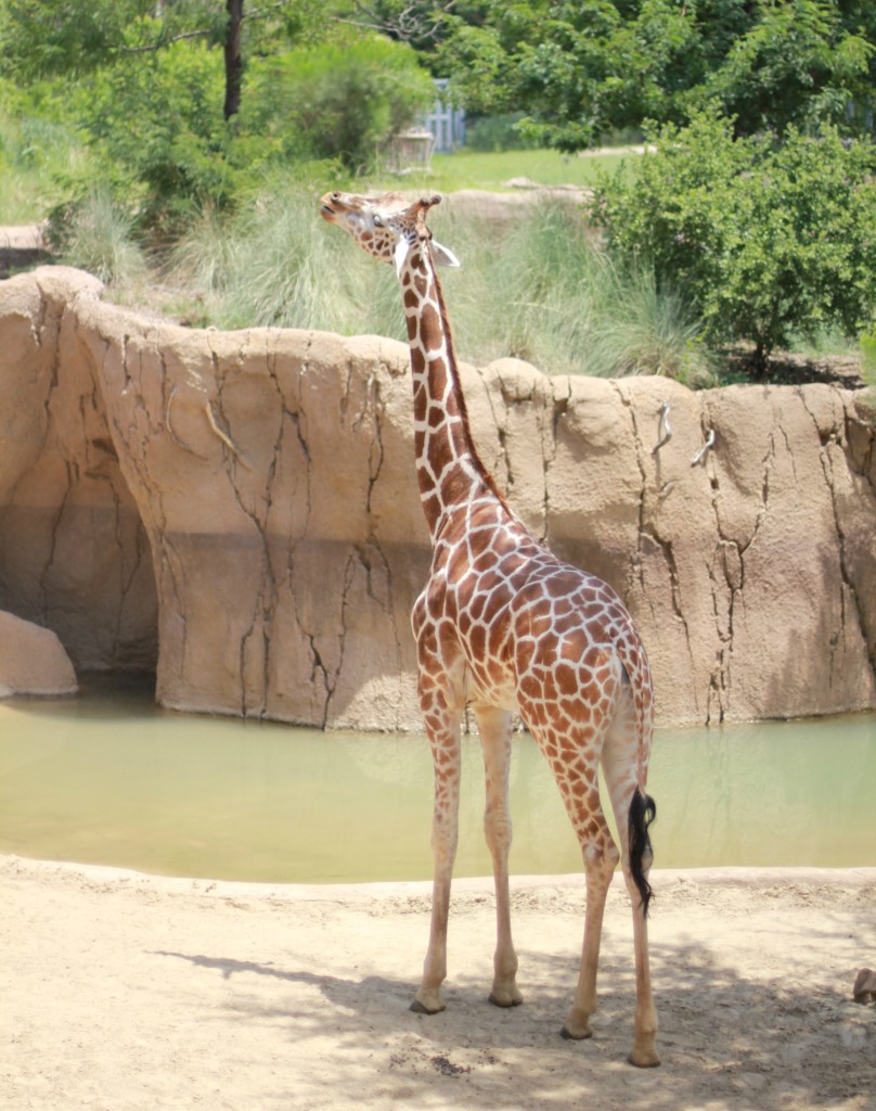 giraffe at dallas zoo