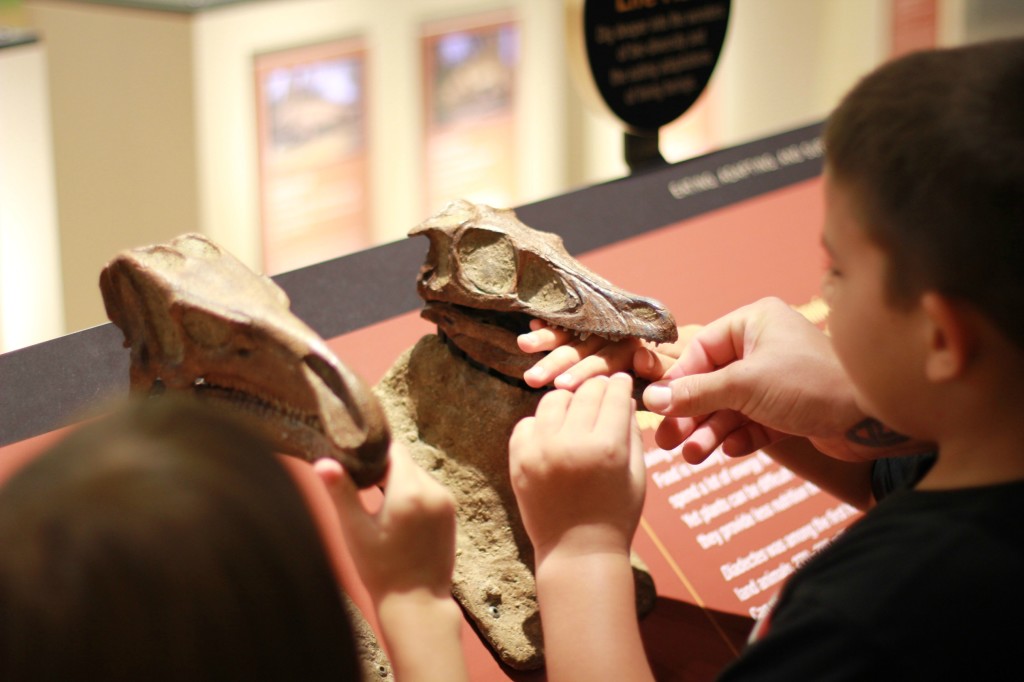 perot museum dino teeth