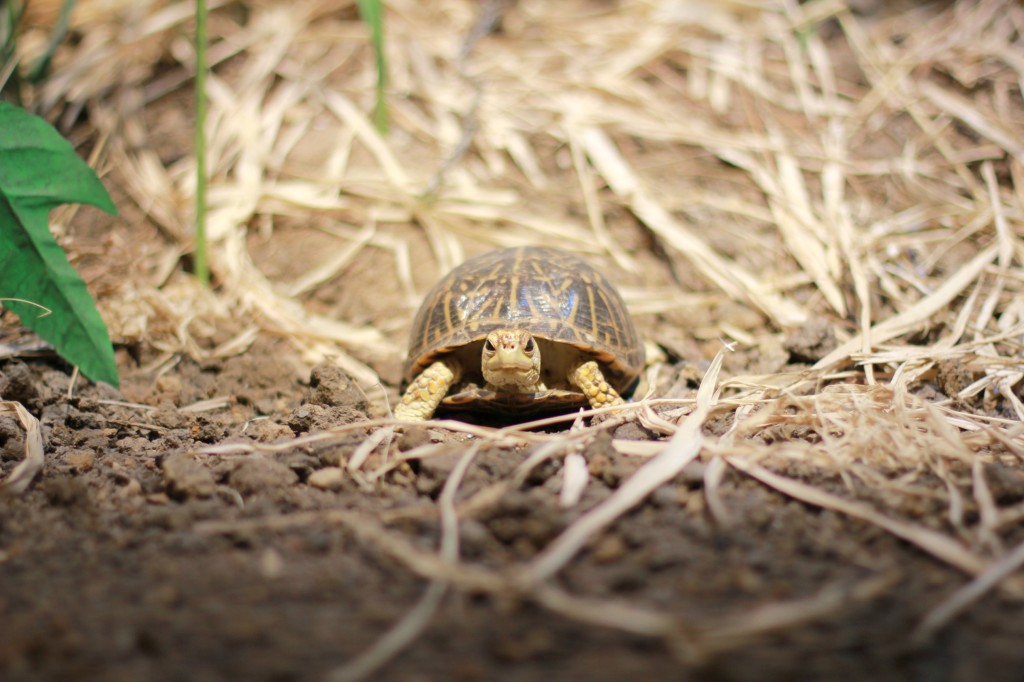 perot museum turtle