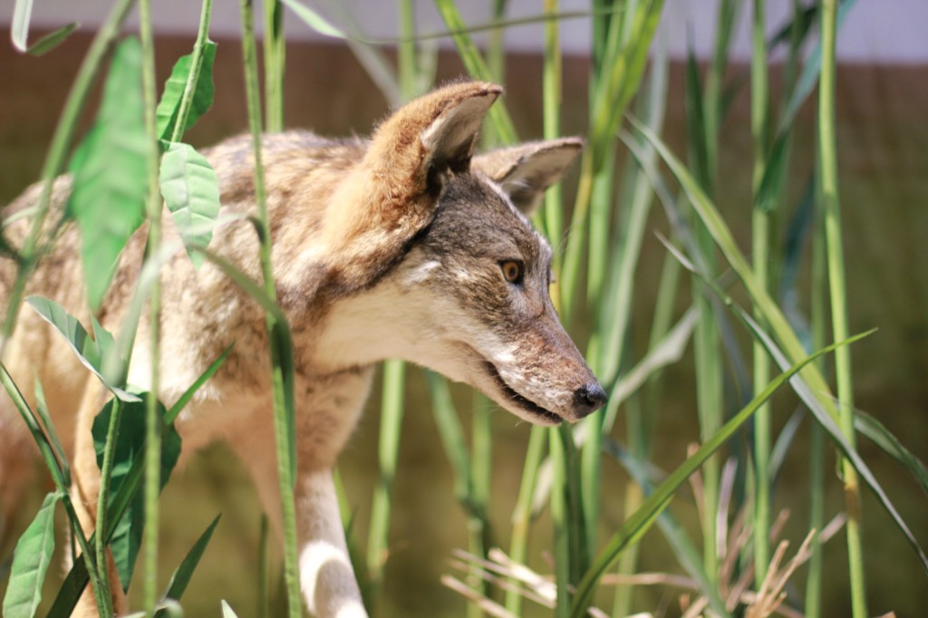 perot museum wolf