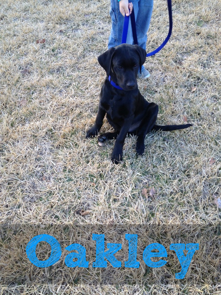 black lab puppy oakley