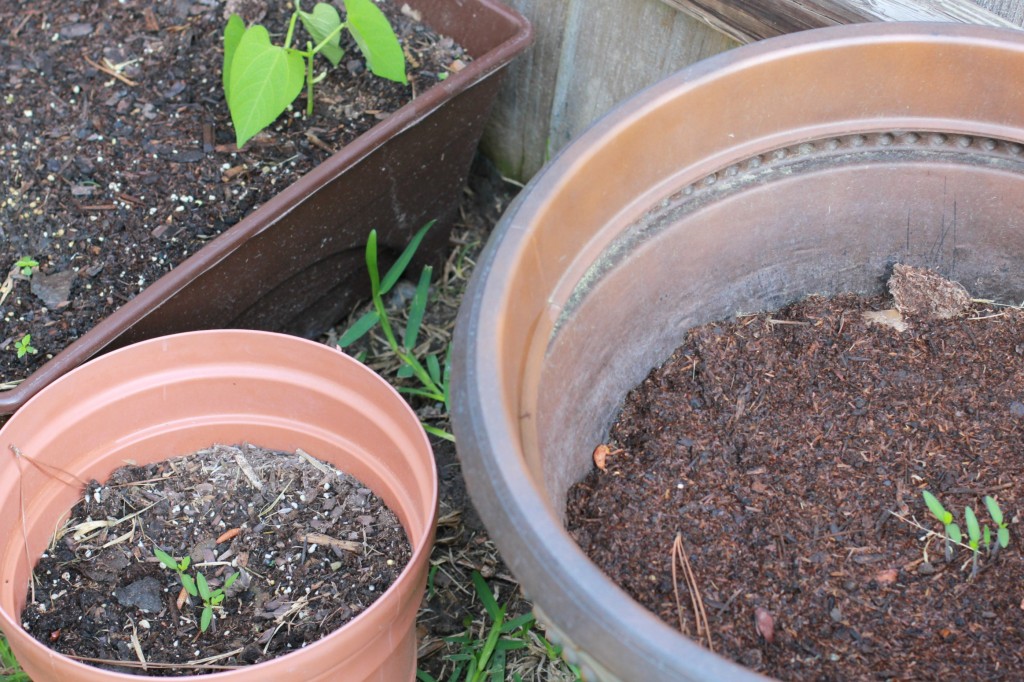 miracle gro groables container garden