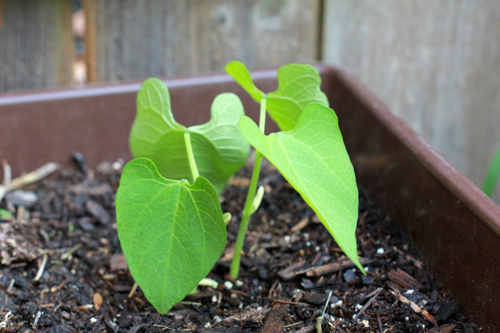 green bean seedlings too tall