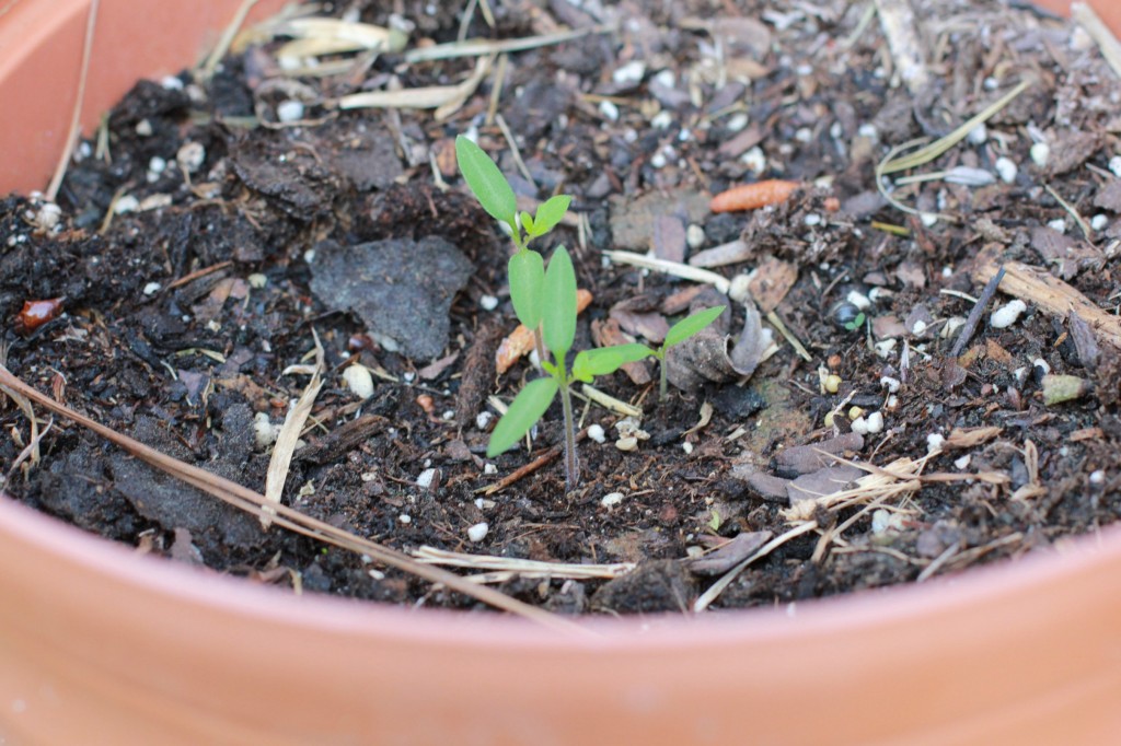 miracle gro groables tomato seedlings