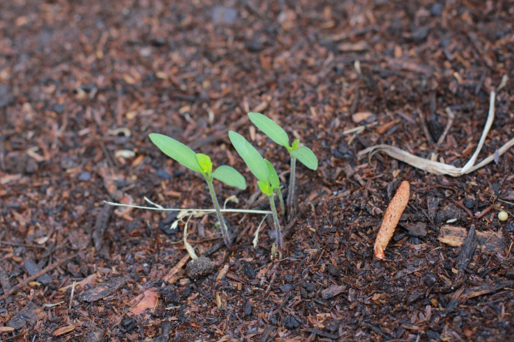 miracle gro groables tomato seedlings