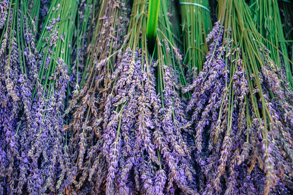 fresh lavender in the markets of aix en provence france