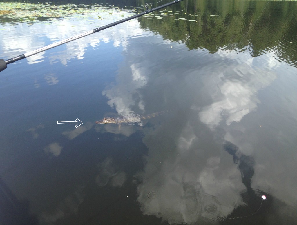 alligator in the water while fishing