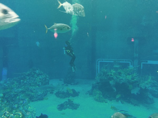 10 Facts I Learned at EPCOT's Living Seas