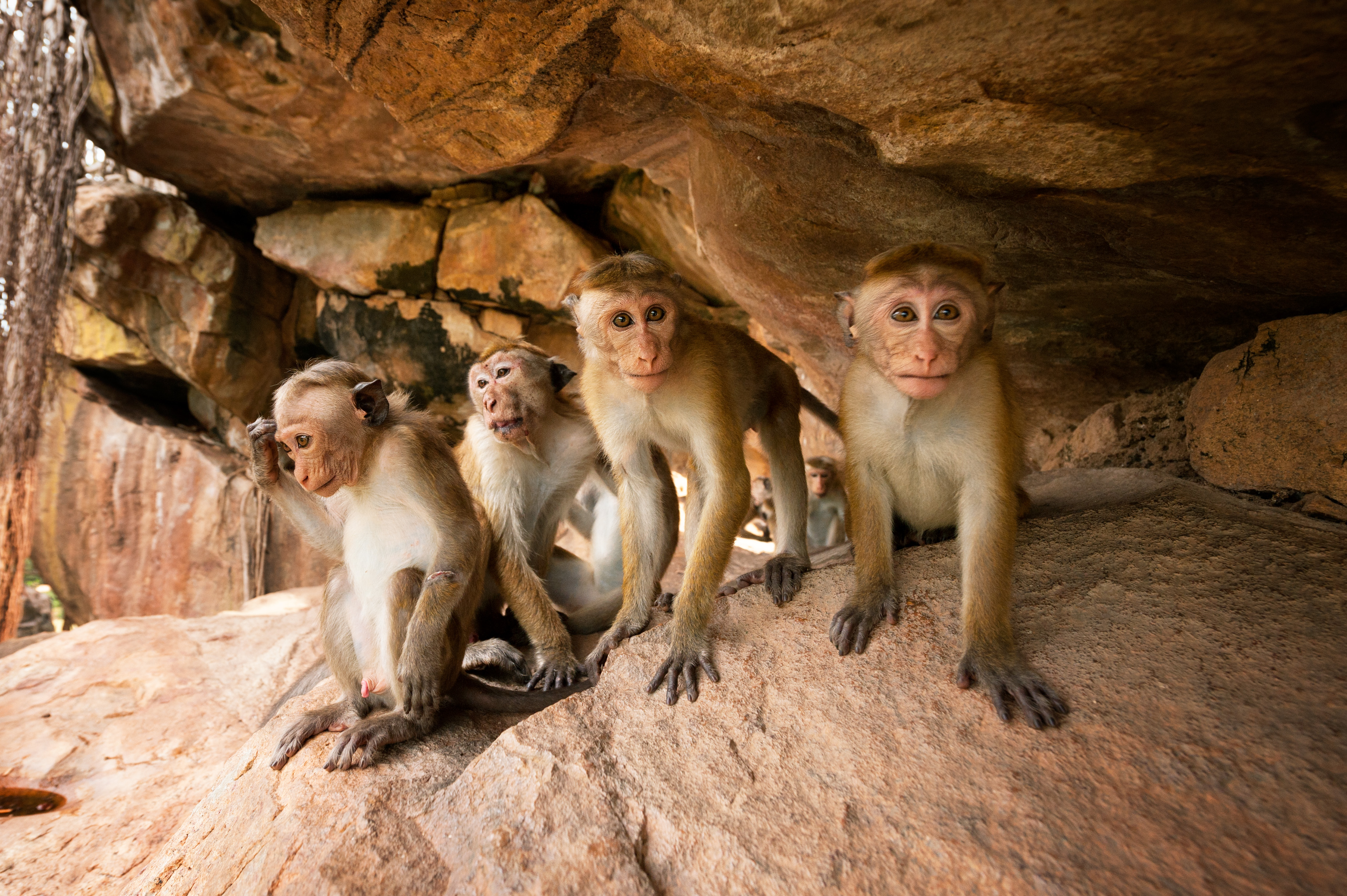 Disneynature MONKEY KINGDOM Film Review