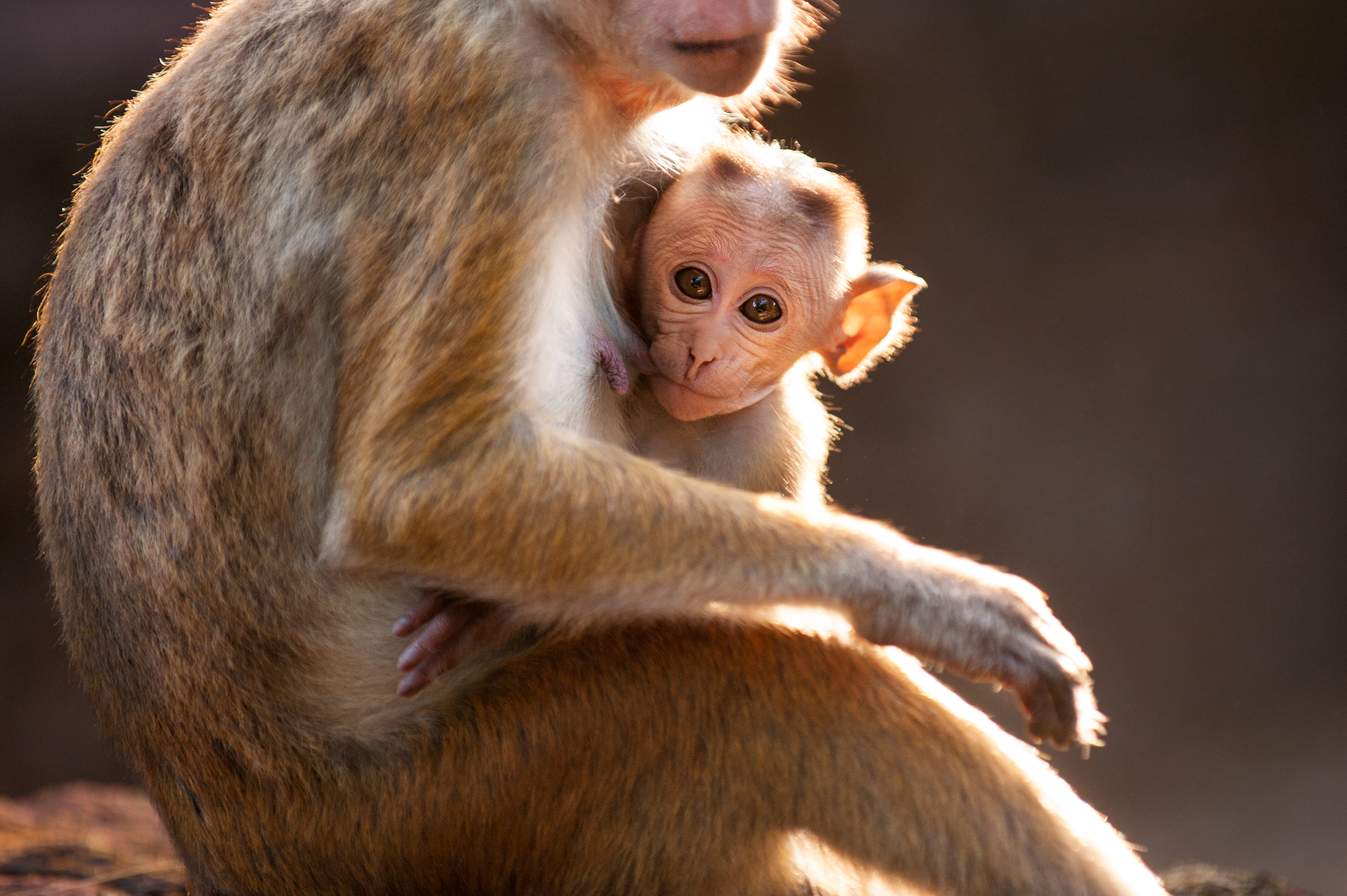 Disneynature MONKEY KINGDOM Film Review