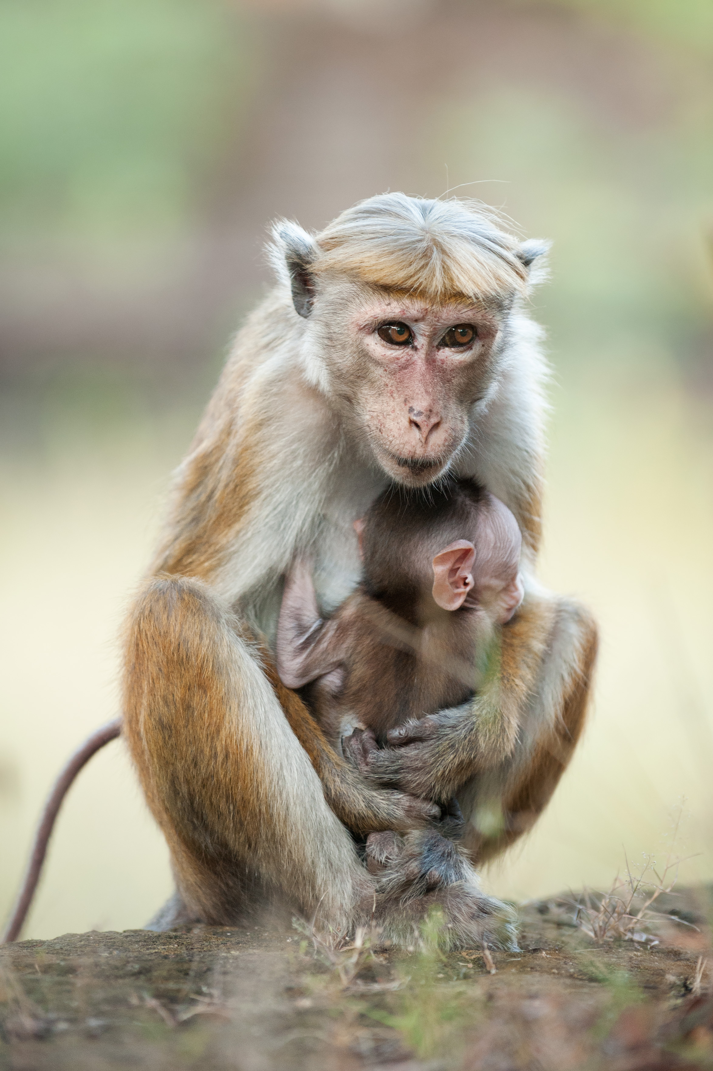 Disneynature MONKEY KINGDOM Film Review