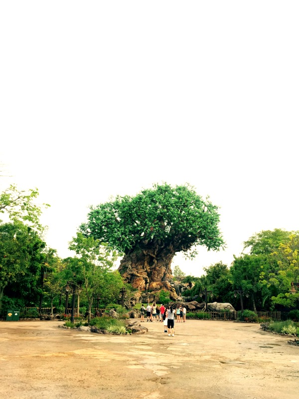 Next time you visit Disney, make sure you book the Backstage Tales Tour at Animal Kingdom.