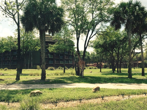 Learn more about how you can Dine with an Animal Specialist at Disney's Animal Kingdom Lodge.