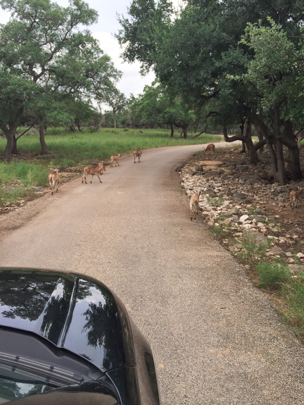 When visiting the greater San Antonio area, make plans to visit Natural Bridge Wildlife Ranch in San Antonio. It's a drive-thru safari that offers interaction with the animals along the trek.