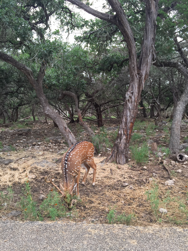 When visiting the greater San Antonio area, make plans to visit Natural Bridge Wildlife Ranch in San Antonio. It's a drive-thru safari that offers interaction with the animals along the trek.