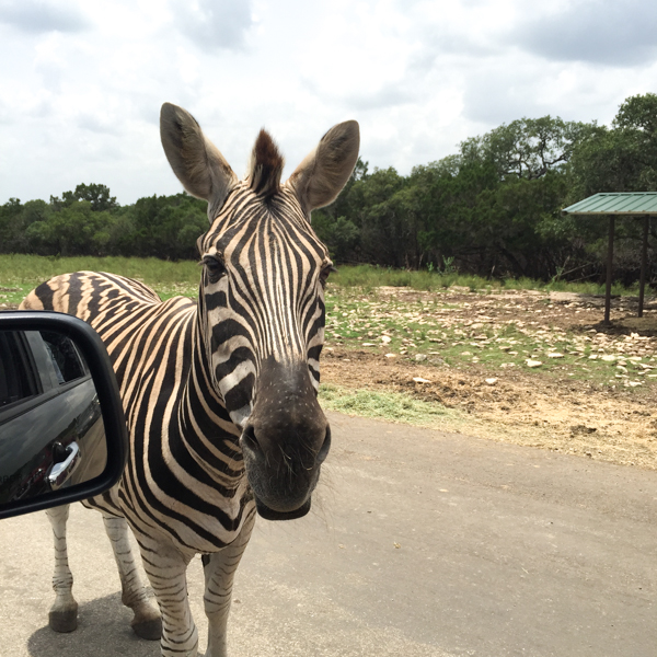 wild ranch safari san antonio