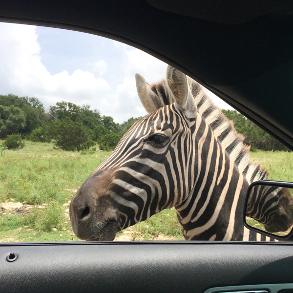 When visiting the greater San Antonio area, make plans to visit Natural Bridge Wildlife Ranch in San Antonio. It's a drive-thru safari that offers interaction with the animals along the trek.