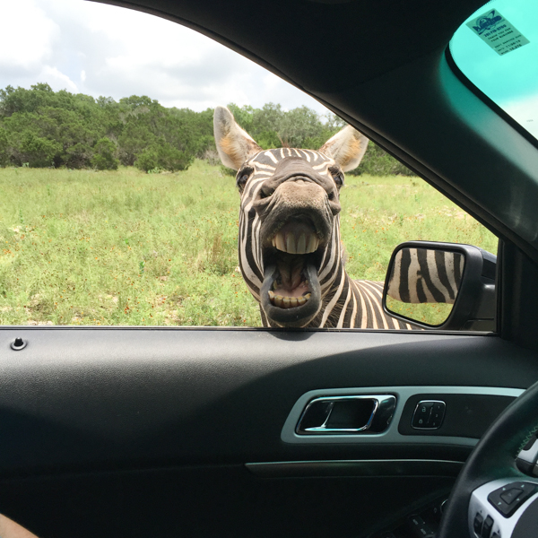 When visiting the greater San Antonio area, make plans to visit Natural Bridge Wildlife Ranch in San Antonio. It's a drive-thru safari that offers interaction with the animals along the trek.