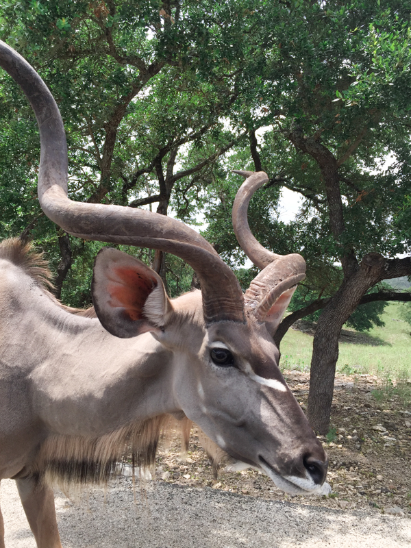 When visiting the greater San Antonio area, make plans to visit Natural Bridge Wildlife Ranch in San Antonio. It's a drive-thru safari that offers interaction with the animals along the trek.