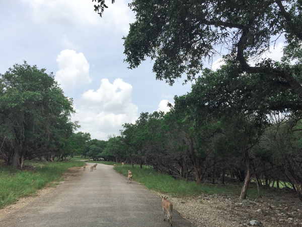 When visiting the greater San Antonio area, make plans to visit Natural Bridge Wildlife Ranch in San Antonio. It's a drive-thru safari that offers interaction with the animals along the trek.