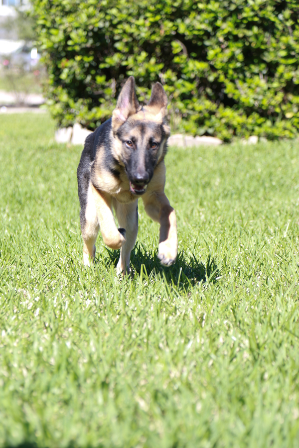 Best dog food for outlet german shepherd at walmart