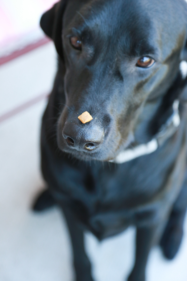 Nature's Recipe Dog Food can now be found at mass retailers like Walmart. It's now more convenient to get healthy food for your dog while doing your own grocery shopping.