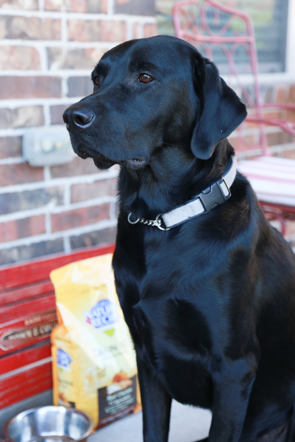 Nature's Recipe Dog Food can now be found at mass retailers like Walmart. It's now more convenient to get healthy food for your dog while doing your own grocery shopping.