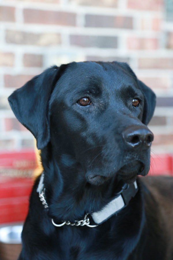 Nature's Recipe Dog Food can now be found at mass retailers like Walmart. It's now more convenient to get healthy food for your dog while doing your own grocery shopping.