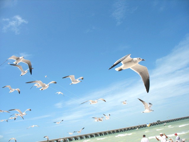 a photo of birds flying over the ocean