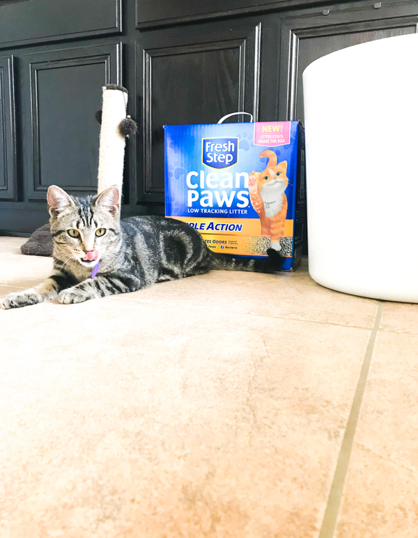 Aldi cat litter outlet box