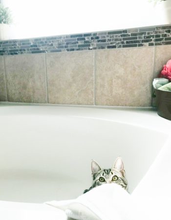 a grey and black kitten in a large white bathtub