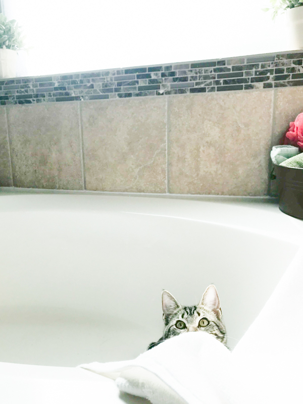 a grey and black kitten in a large white bathtub