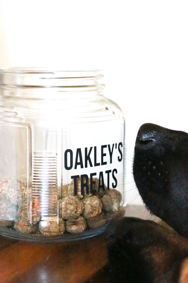 2 dogs noses sniffing some tasty smelling dog treats in a dog treat jar