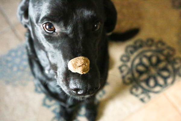a black lab sitting with a dog treat sitting on his nose