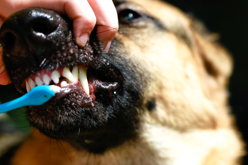 all natural dog toothpaste